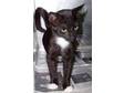 Adopt Kennel #32 a Domestic Short Hair-black and white